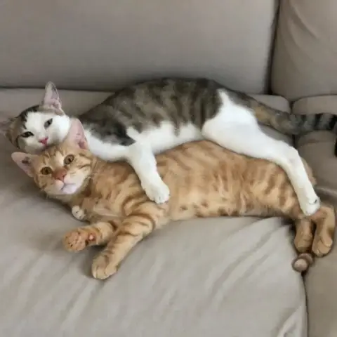 Ember ♂️ Et Frozen ♂️