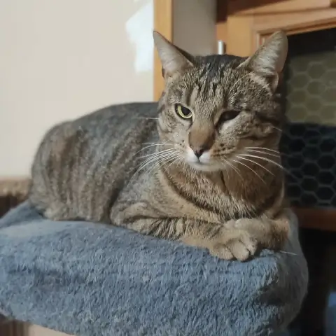 Vanille