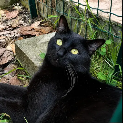 Blacky photo 3