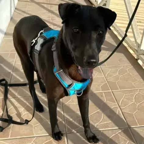 ✨️ Nyxe ✨️ 🐶