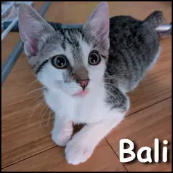Bali