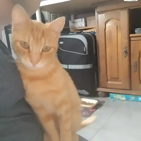 Bébé