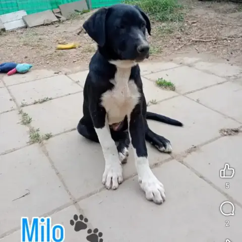 Milo