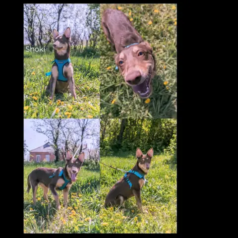 Shoki