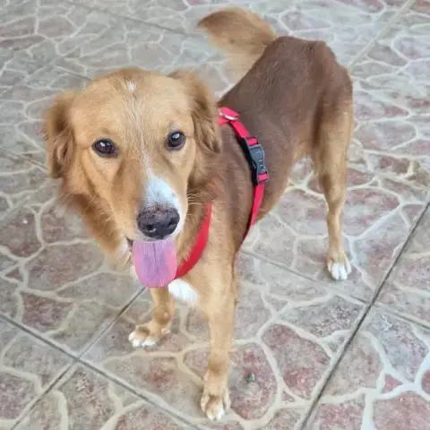 Roméo photo 2