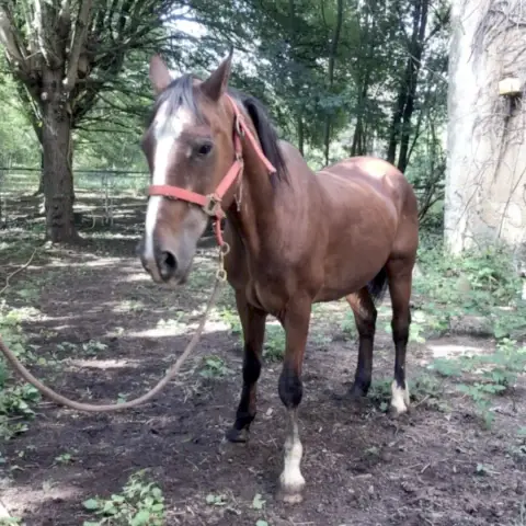 Geronimo