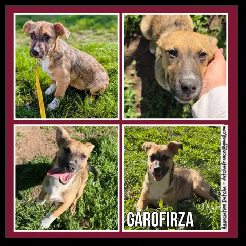 Garofirza