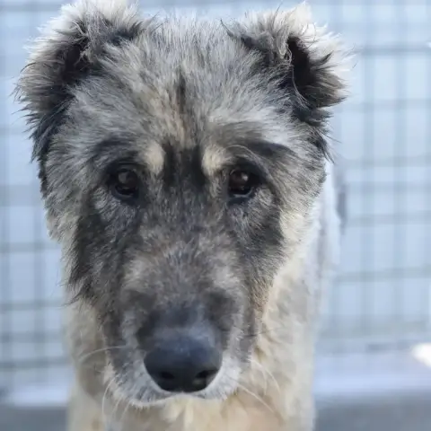 Freyja