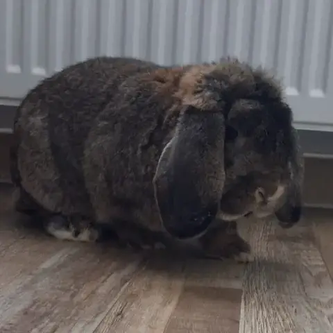 Brownie