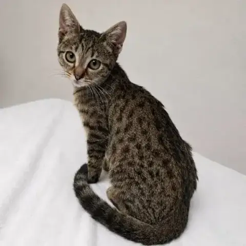 Praline