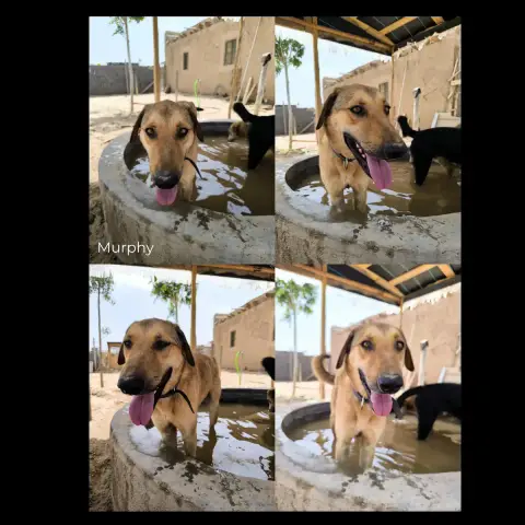 Murphy