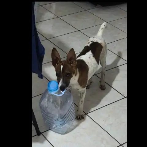 Dobby photo 3