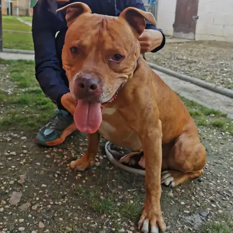 Cayenne