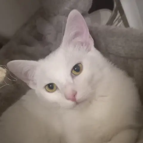Appolo