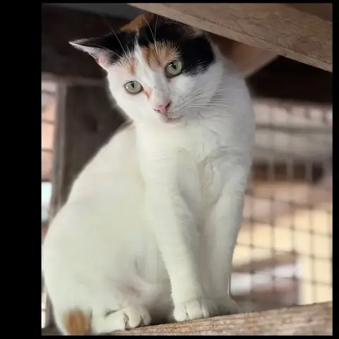 Marguerite photo 2