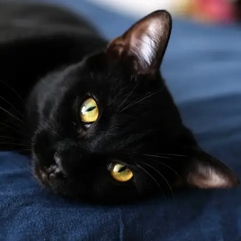 Aruki photo 2
