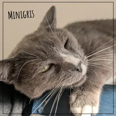 Minigris photo 2