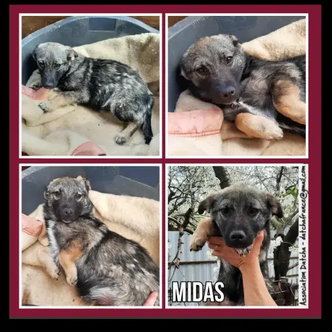 Midas