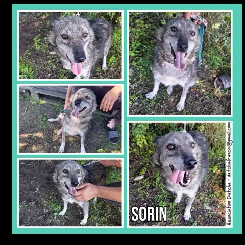 Sorin