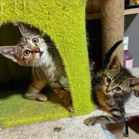 Meeko Et Wasabi photo 2