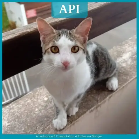 Api