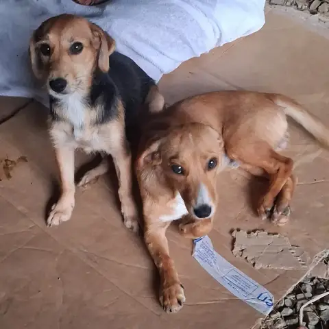 Balou & Boni