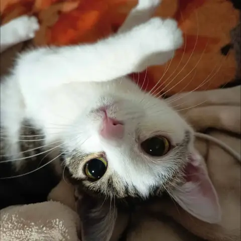 Farah