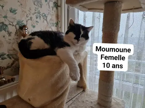 Moumoune