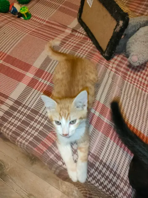Twix photo 2