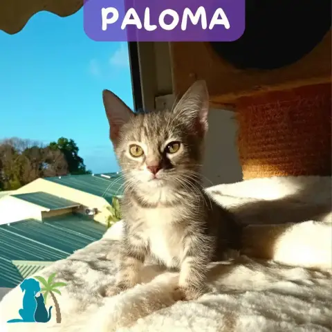 Paloma