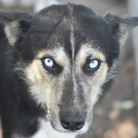 Nanook