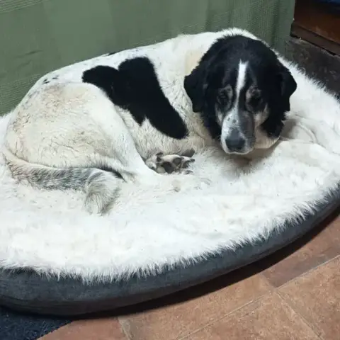 Laya