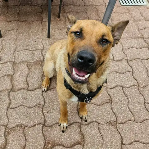 Bowie