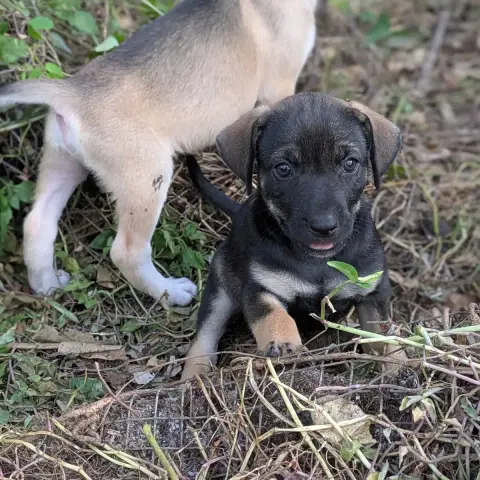 Chipie photo 3