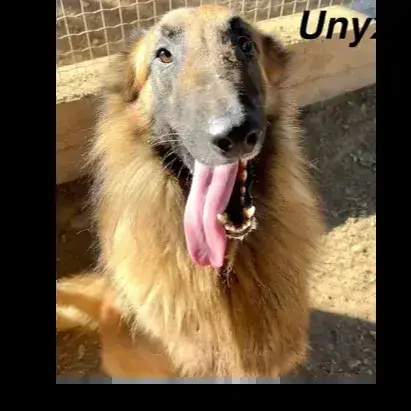 Unyx photo 3