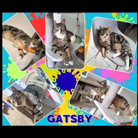 Gatsby