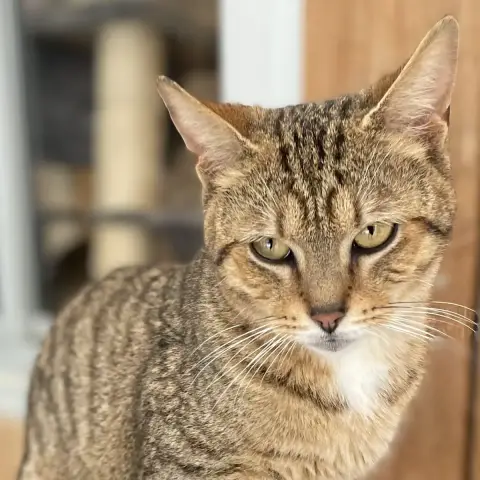 Boléro