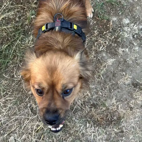 Tintin photo 3