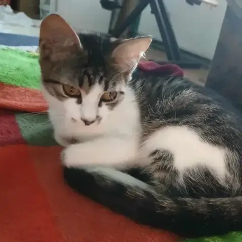 Juliette