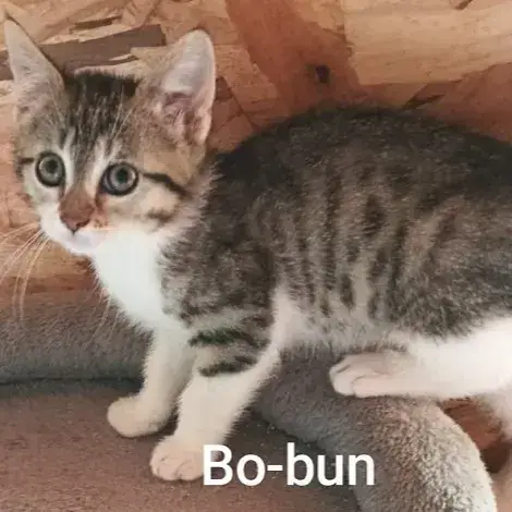 Bo-Bun