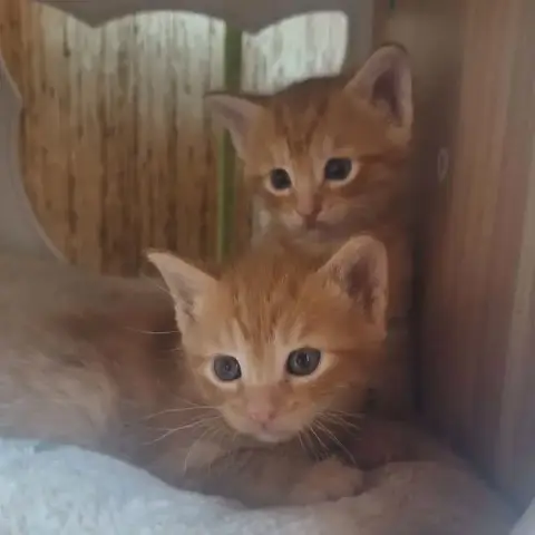 3 Mâles À Réserver