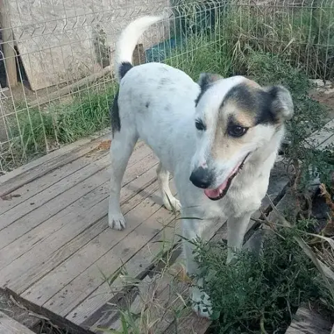 Akela