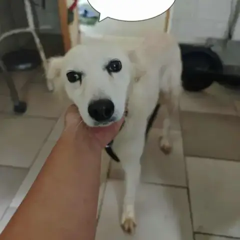 Sumi