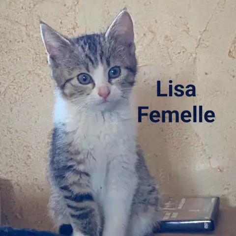 Lisa