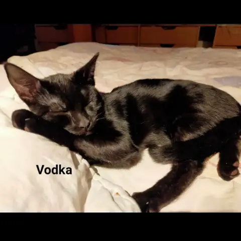Vodka