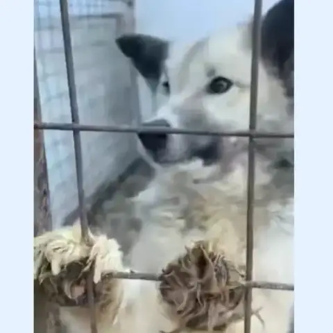 Maya