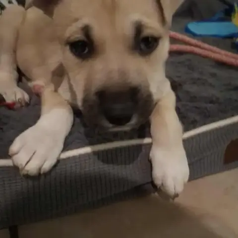 Alf