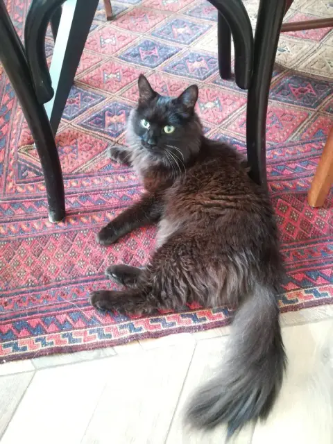 Milo