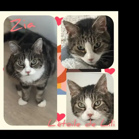 Zia
