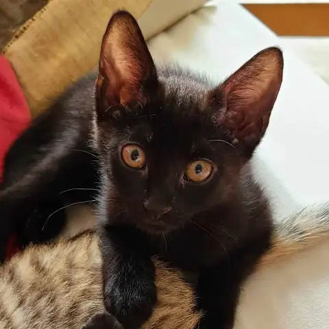 Batcat En Accueil Chez Pauline